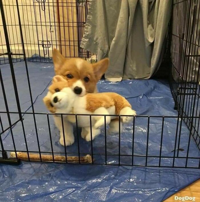 Smol Corgi With His Plushie