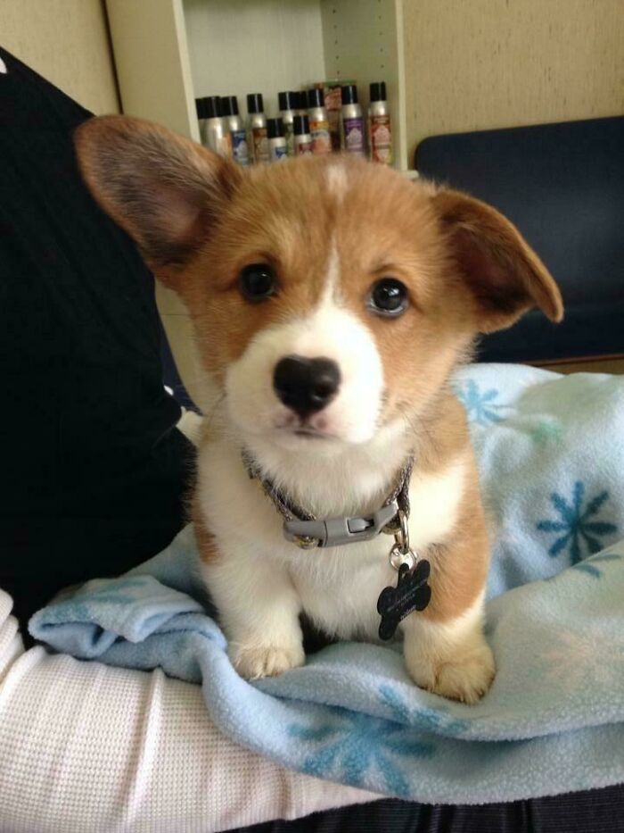 First Visit To The Vet