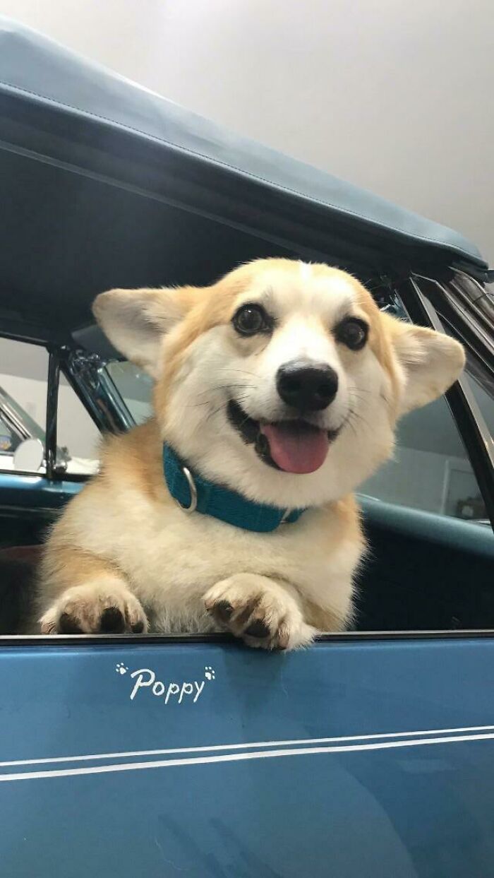This Is Poppy, Age 4, And This Is Her Seat In The Car