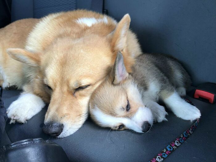 Yesterday I Posted About Jack Being Grumpy About The New Puppy... Today Is Better