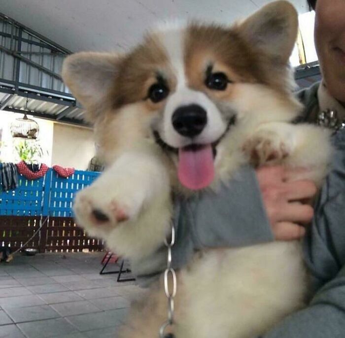Dat Corgi Smile