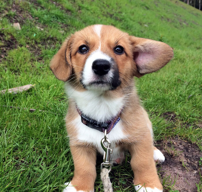 Brought This Wee Girl Back From Wales Yesterday. Gwenna's Pointing The Way Home
