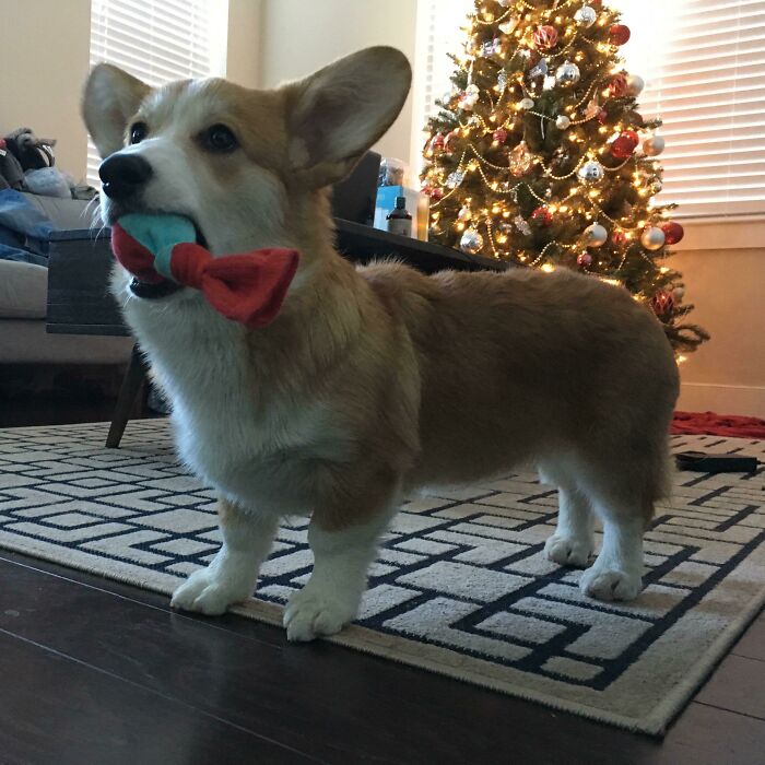 Pretzel’s Favorite Christmas Gift. He Claims The Sudden Drop In Socks Appearing In His Bed Is Just Coincidence