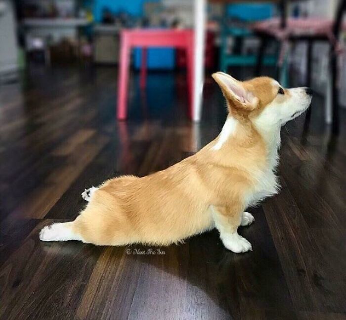 Upward Dog