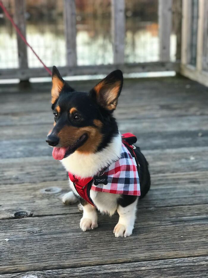 My 17 Year Old Corgi Passed Away Last Year And I Decided It Was Finally Time To Have Another One In My Life. This Is Toast And She’s The Sweetest Girl In The World!