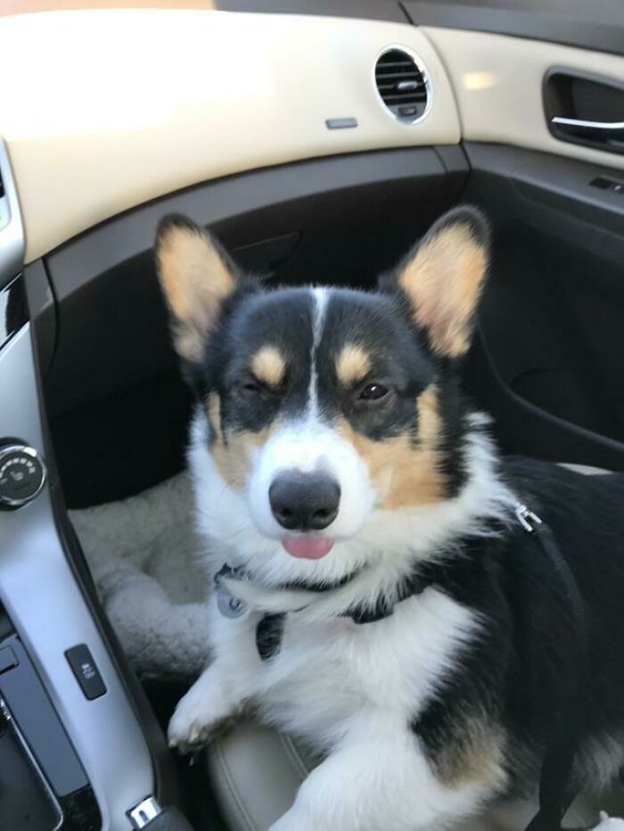 Road Trip Mlem - Accidentally Woke Him From A Nap By Sneezing & He Made This Face At Me
