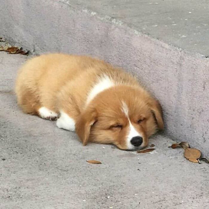 Stairs Are Just Too Tiring To Climb