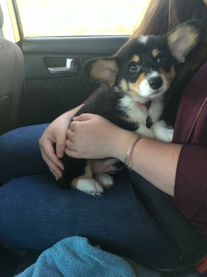 My First Very Own Dog, Winston!