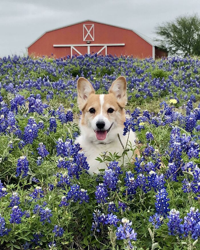 A Corgi In Her Natural Habitat
