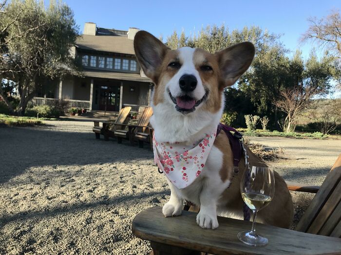 Took My Corgi To A Local Winery