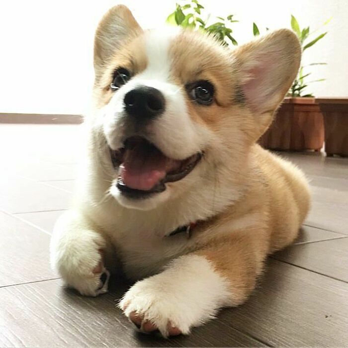 Cobee Is All Smiles And All Stumps