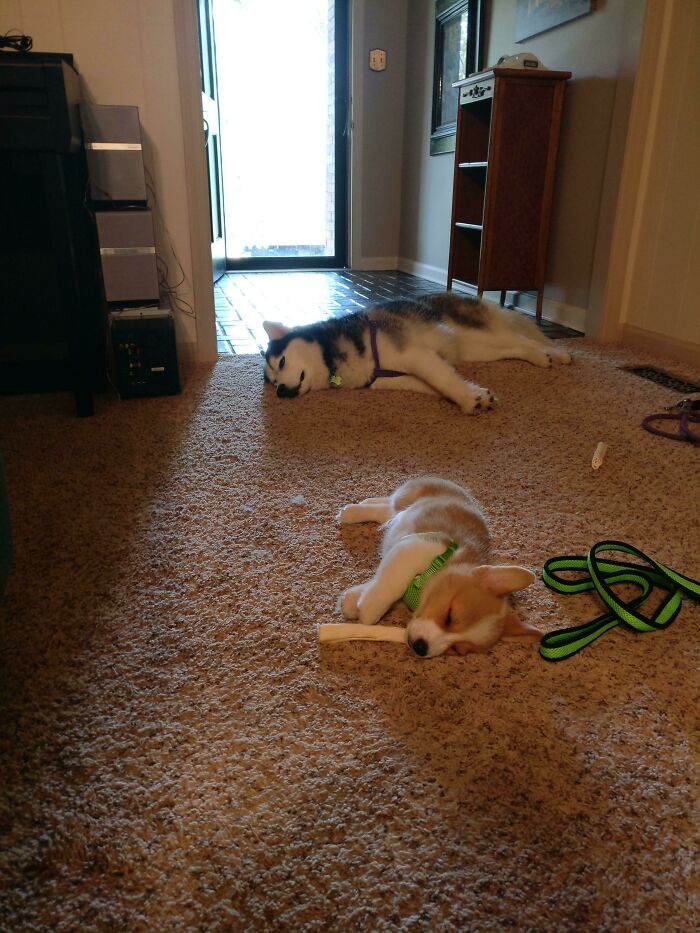 Tired From His First Full Walk. We Wore Out The Husky Too