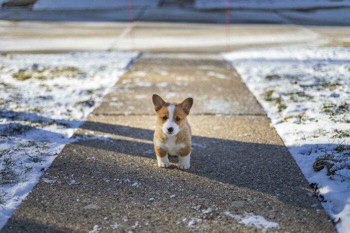I've Wanted A Corgi For Several Years And I Finally Got One! His Name Is Winston!