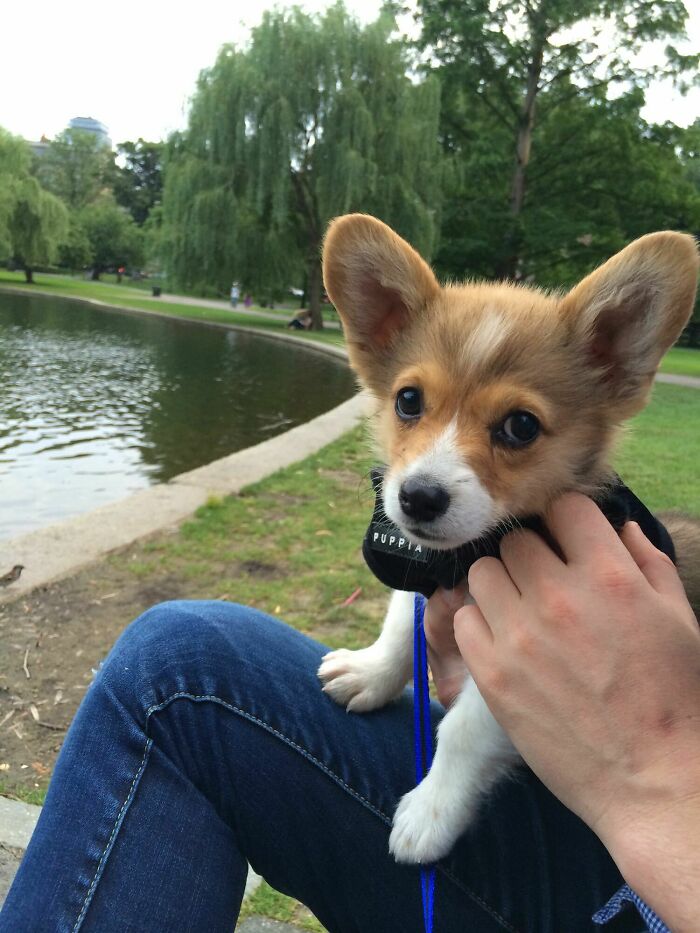 Meet Tucker, My Ptsd Service Dog And Best Friend