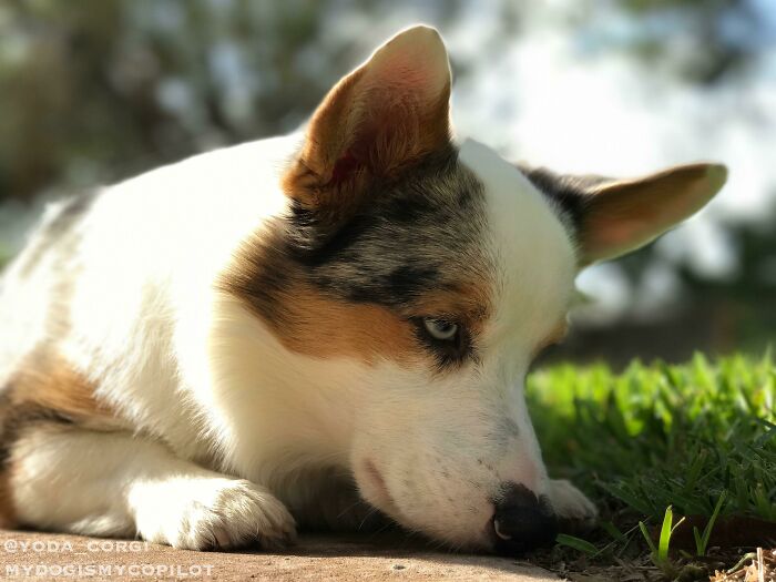 Tried To Take His Photo. He Saw A Bug. Look At That Focus. 😁