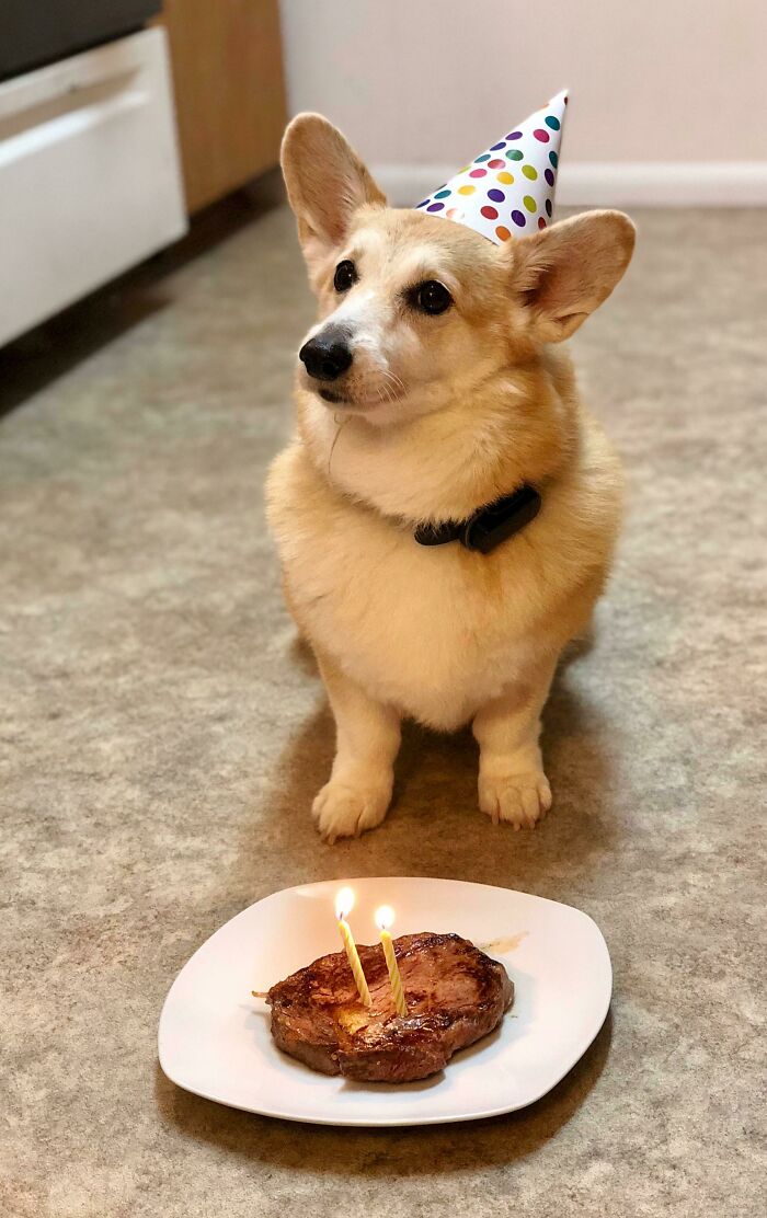 My Beautiful Girl On Her Steak Day. She’s 11 Years Young And Still Climbing Mountains