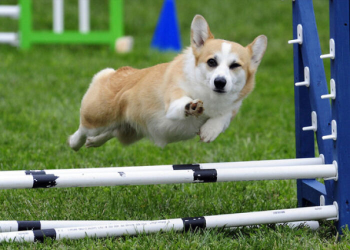 This Ridiculously Photogenic Corgi