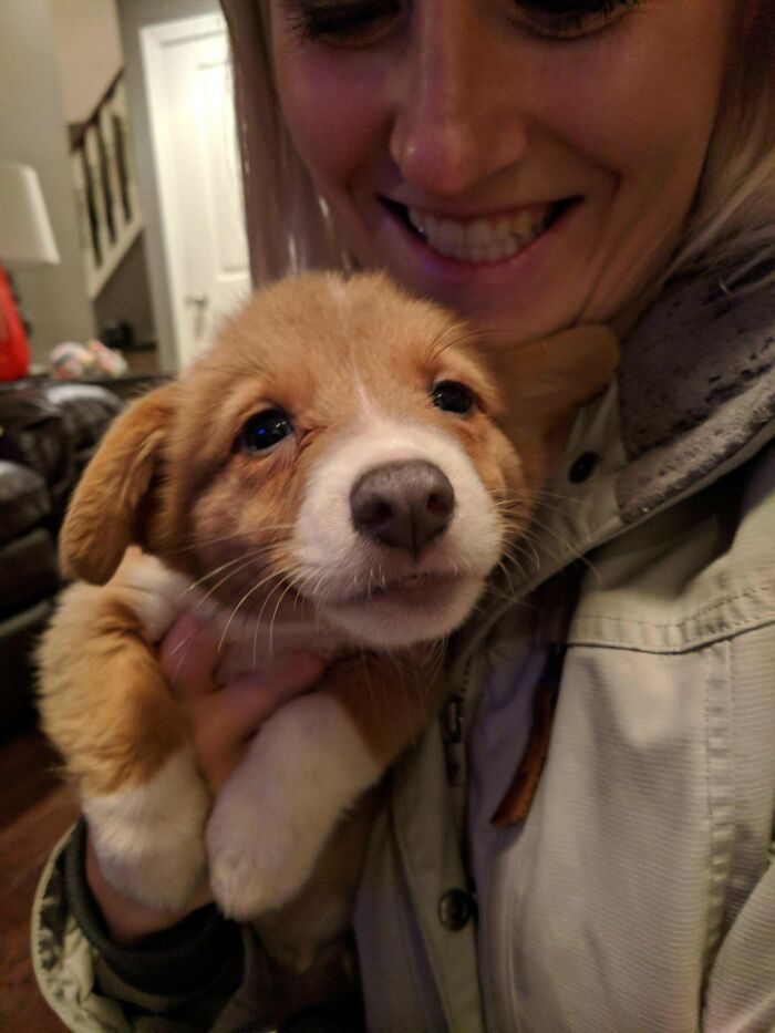 Hello, /R/Corgi - Meet Oatmeal!