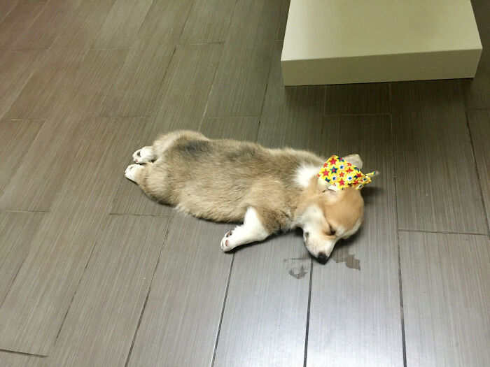 His First Trip To The Vet!