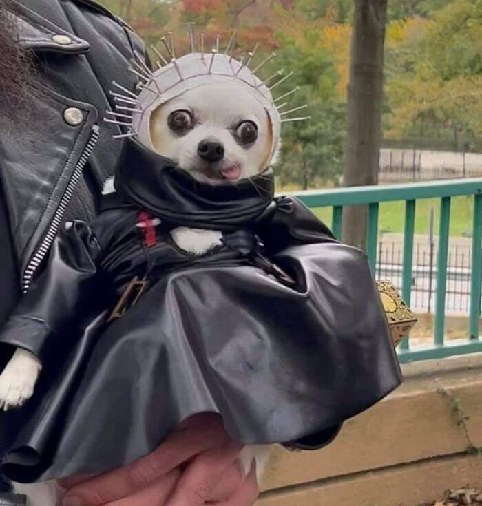 No Thoughts, Just A Pinhead Chihuahua