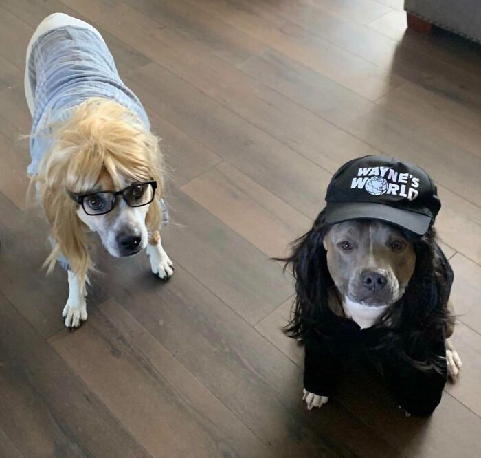 Party On, Wayne! Party On, Garth