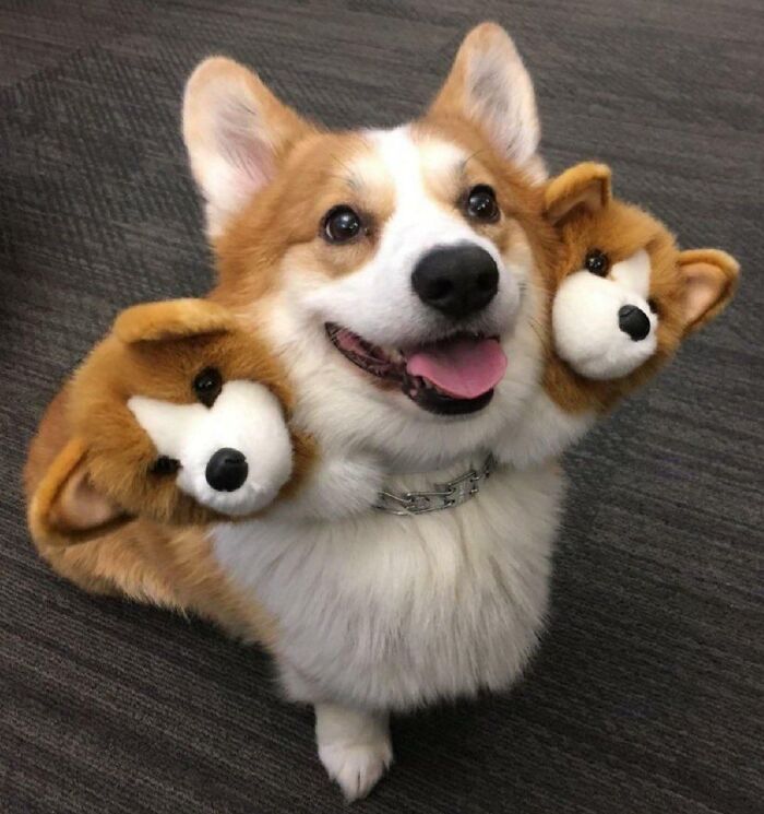 Corgi + Cerberus = Corberius. He's Ready For Halloween