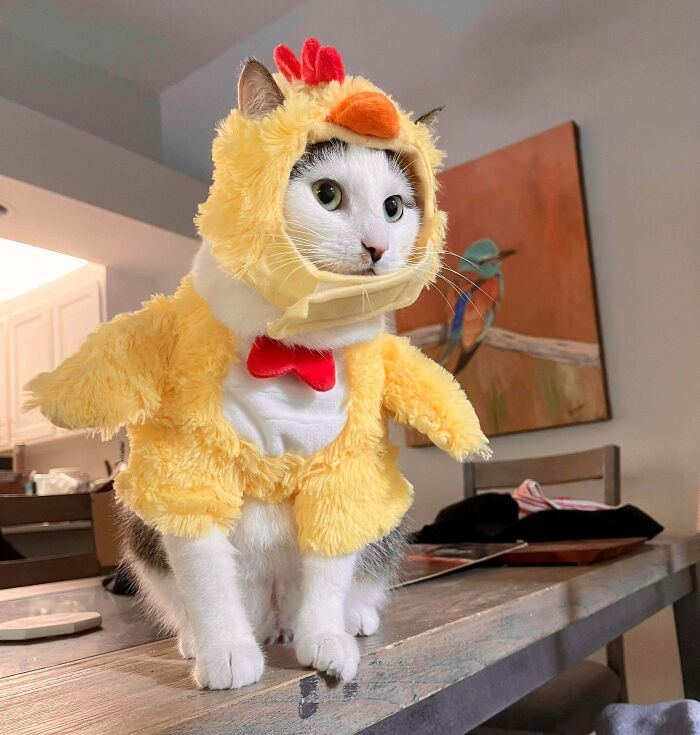 It’s Chicken Noodle! She’s So Done With My Nonsense