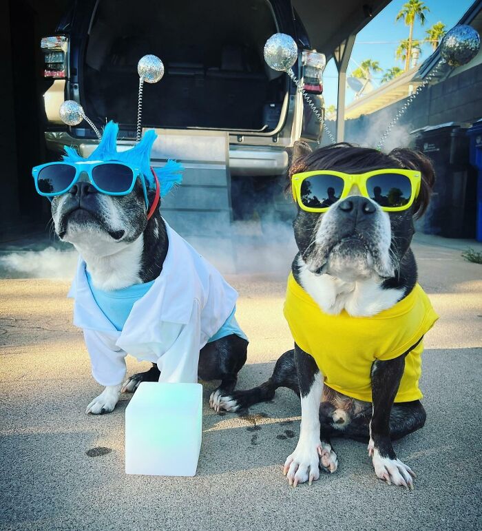 It’s Our Favorite Time Of Year, Pupper Halloween Costume Time