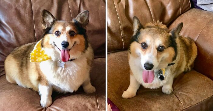 Rescued Senior Corgi - Weight Loss Progress 