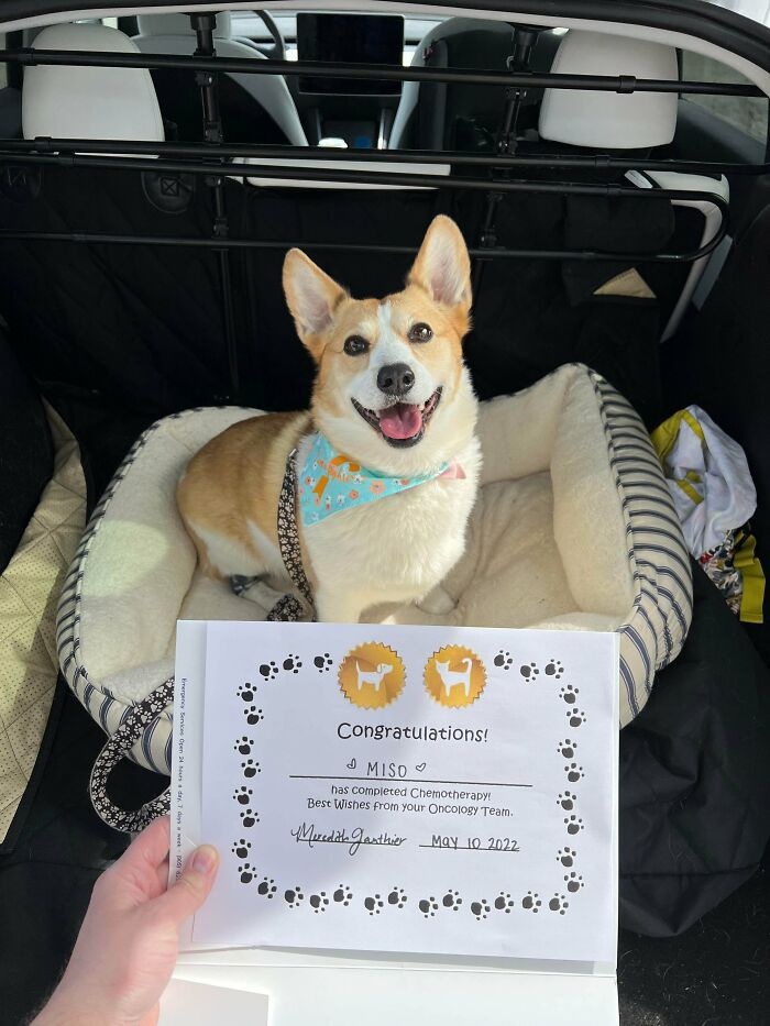 Miso Is Cancer Free!