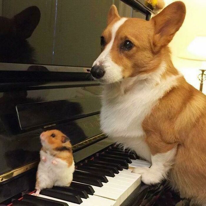 Hamster: "I Think He Has Potential..."