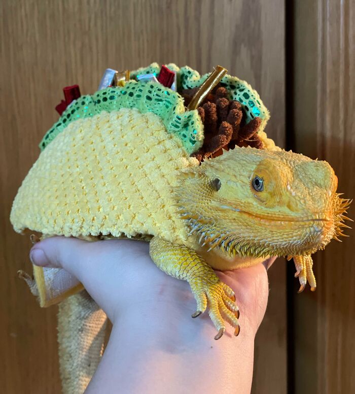 Happy Halloween From Taco Thor