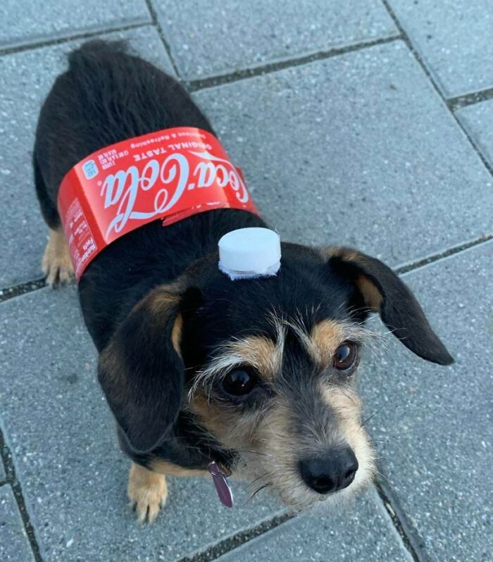 Happy Halloween From My Coke Dog