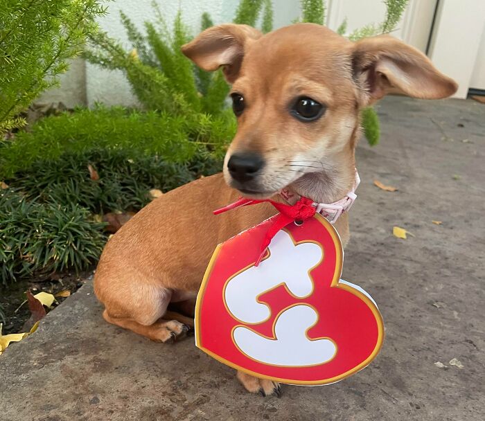 Last Minute Halloween Costume