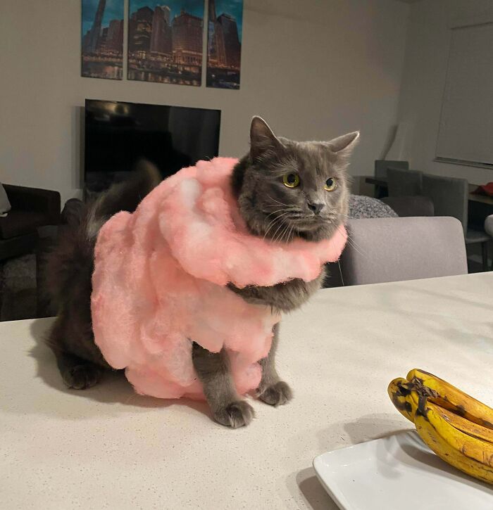 Halloween Is Around The Corner! Pepper Is A Cotton Candy