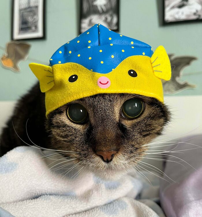 Ambrose, My Old Blind Kitty, Is Ready For Halloween