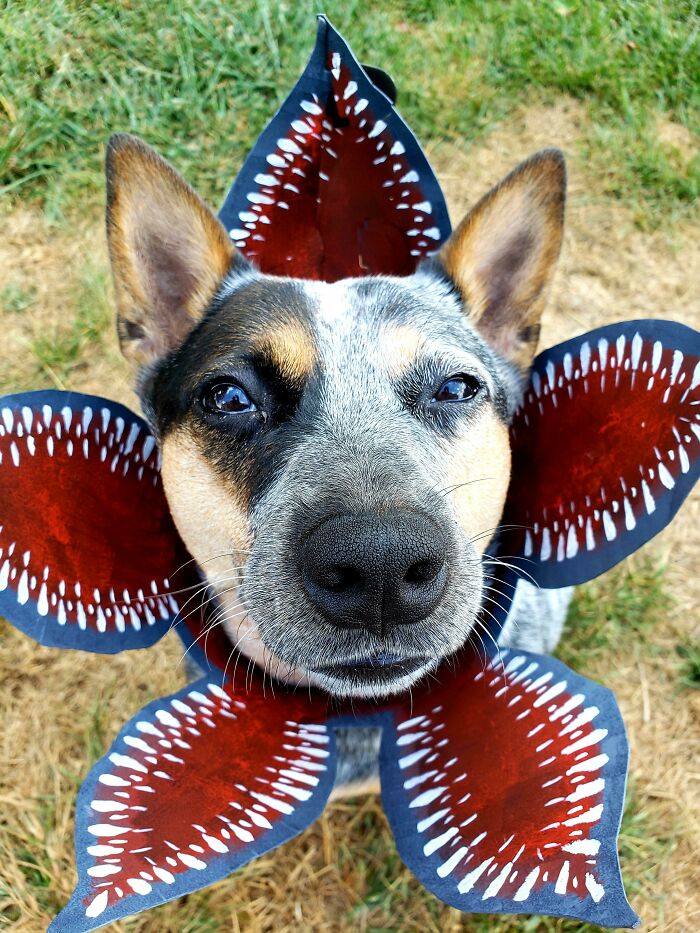 So, I Finished Up One Of The Pup's Costumes For This Year, And Obviously We Had To Do A Test Run