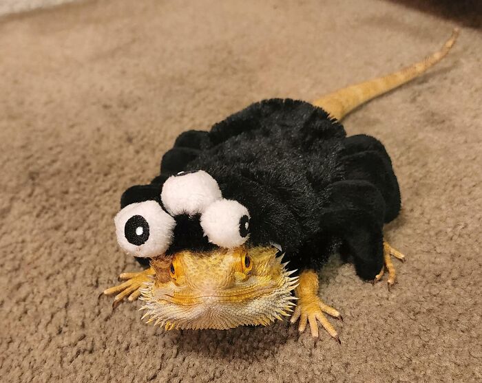 Willow's Halloween Costume