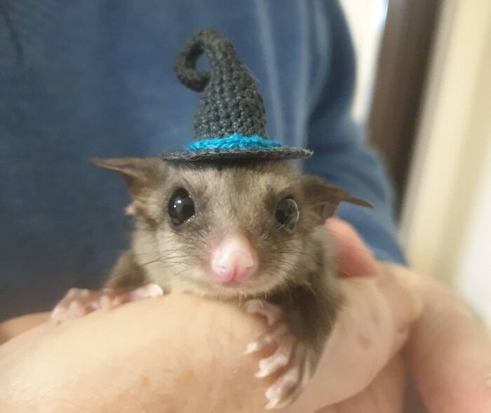 Here Is Sir Edgar The Kreeft's Glider In His Halloween Costume