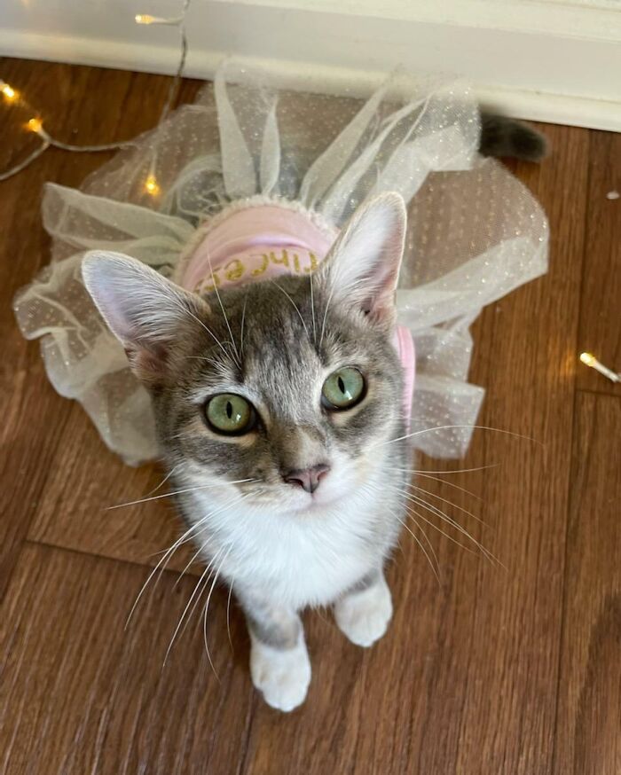 My Sister's Kitten, Ellie, All Dressed Up For Halloween