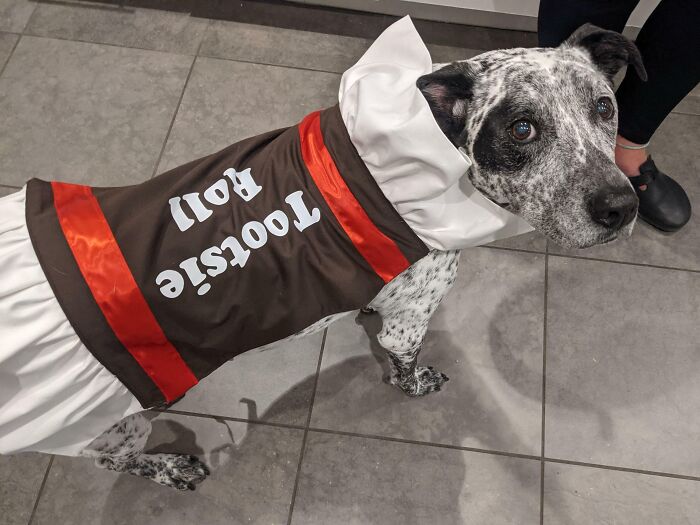 Good Girl's Halloween Costume. 13 And No Quit In Her