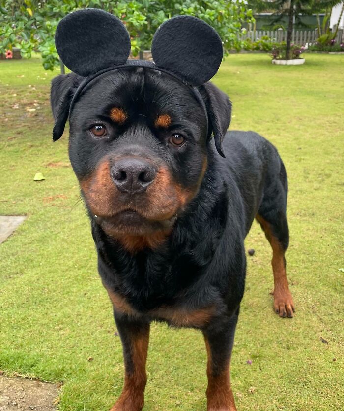 Trying To Be Spooky But Too Cute For Halloween