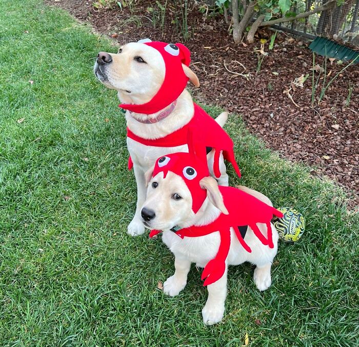 Happy Halloween From The Labsters