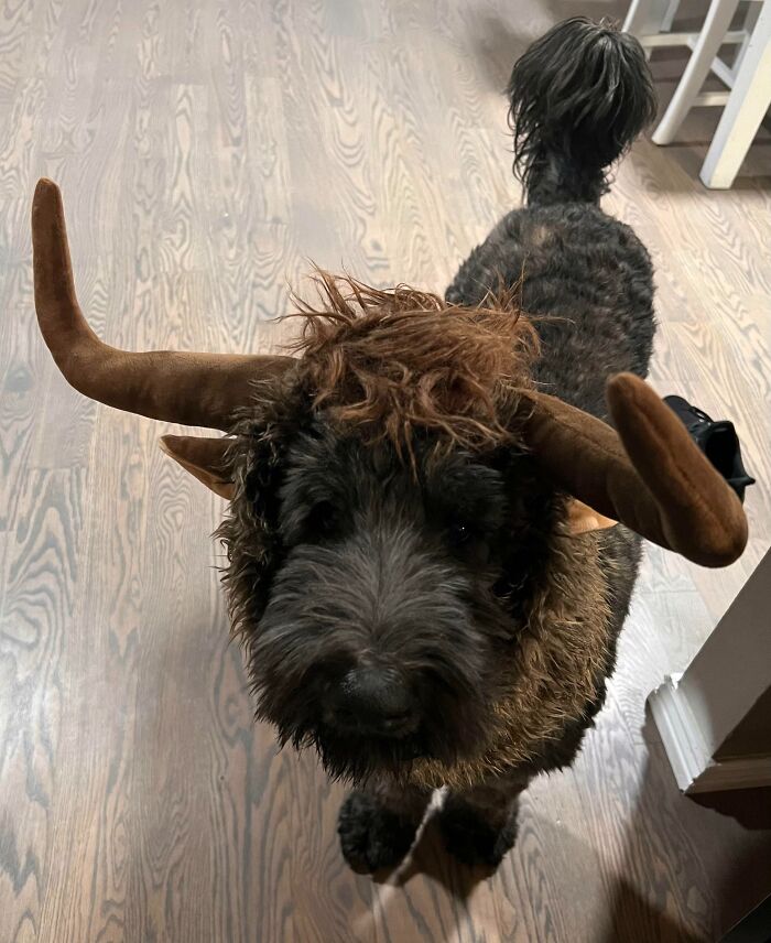 Duke Says Happy Halloween Week