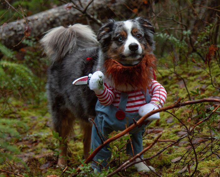 I Ordered A Halloween Costume For My Brother's Dog