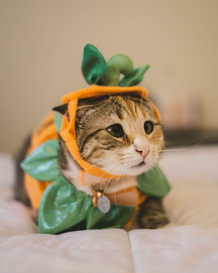 The Adopted Child’s First Halloween