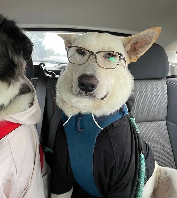 My Dog Went As A Hipster For Halloween