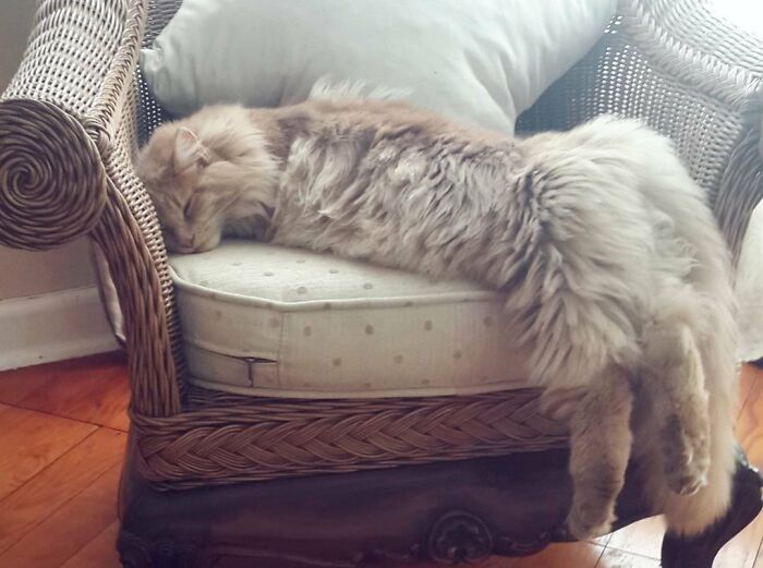 Snoozing Maine Coon Cat