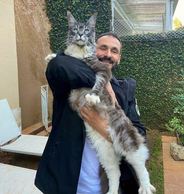 My Dad And His Maine Coon, Buba!