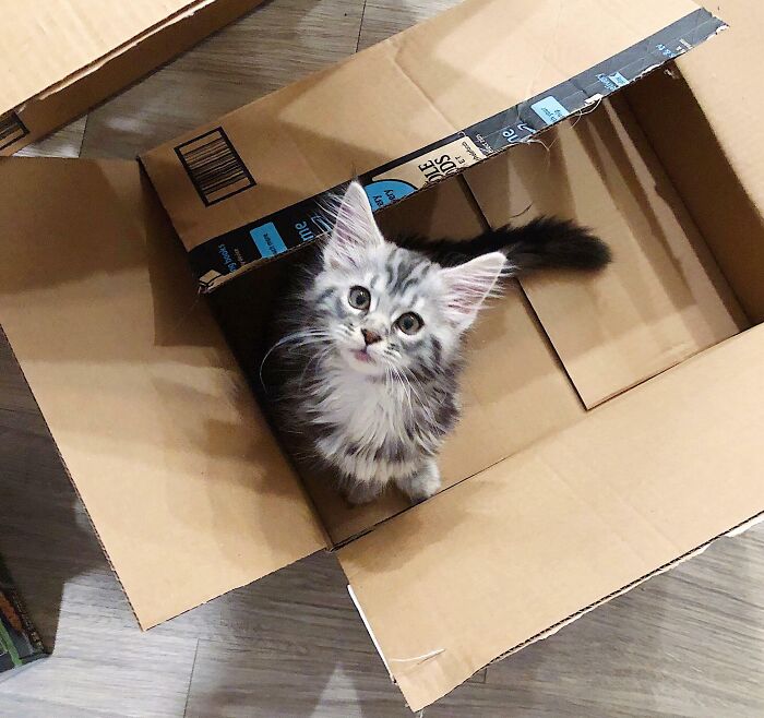 My 9 Week Old Maine Coon Kitten!